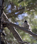 Mountain Chickadee 2455